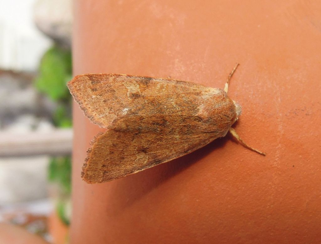Agrochola (Anchoscelis) helvola, Noctuidae